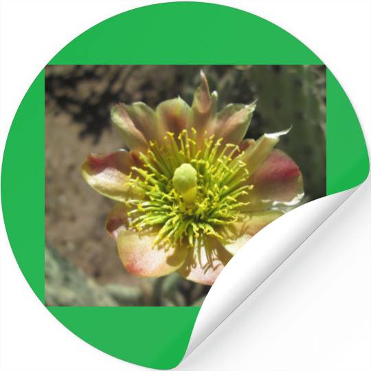 Cholla Desert Flower Bloom Stickers