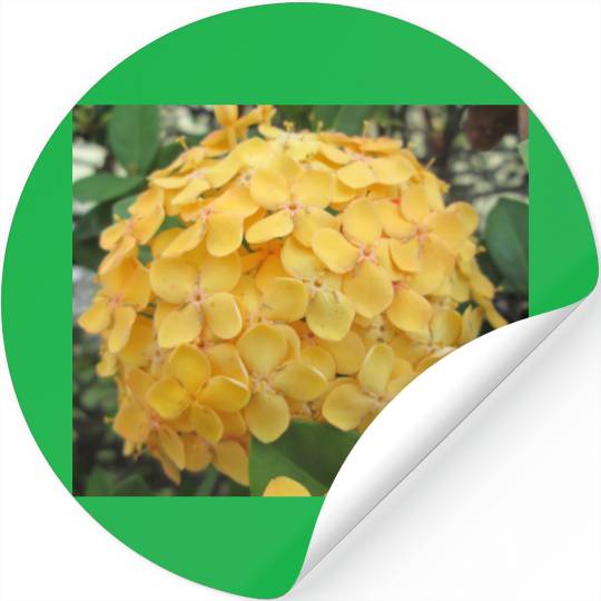 Yellow Ixora Flower Stickers